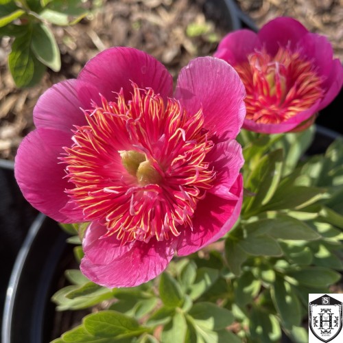 Paeonia officinalis 'Anemoniflora' - Varajane pojeng 'Anemoniflora' C7/7L